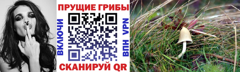 Псилоцибиновые грибы Psilocybe Кирс
